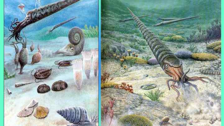Життя в палеозойську еру. Розвиток життя в палеозойську еру. Палеозойська ера: періоди