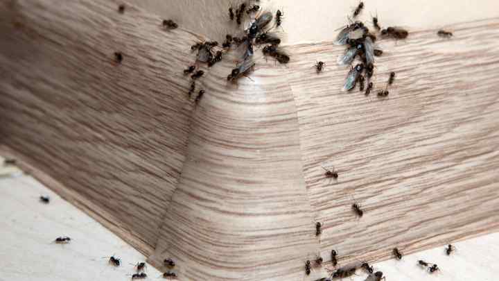 Руді домашні мурахи: як позбутися. Ефективний засіб від домашніх мурашок