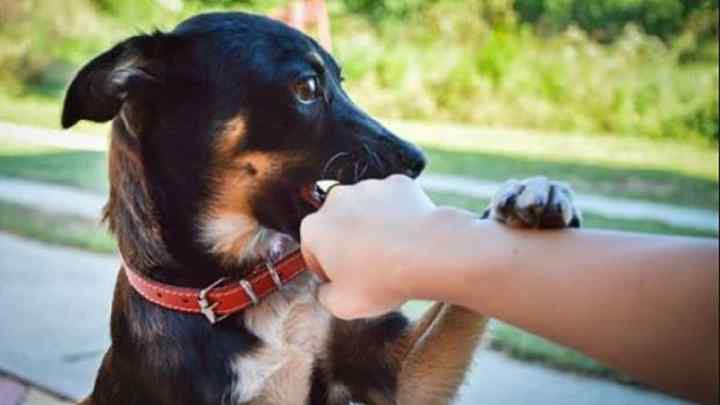 Перша допомога при укусі собаки: що потрібно робити?
