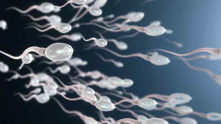 Овогенез - це процес формування яйцеклітин. Сперматогенез і овогенез