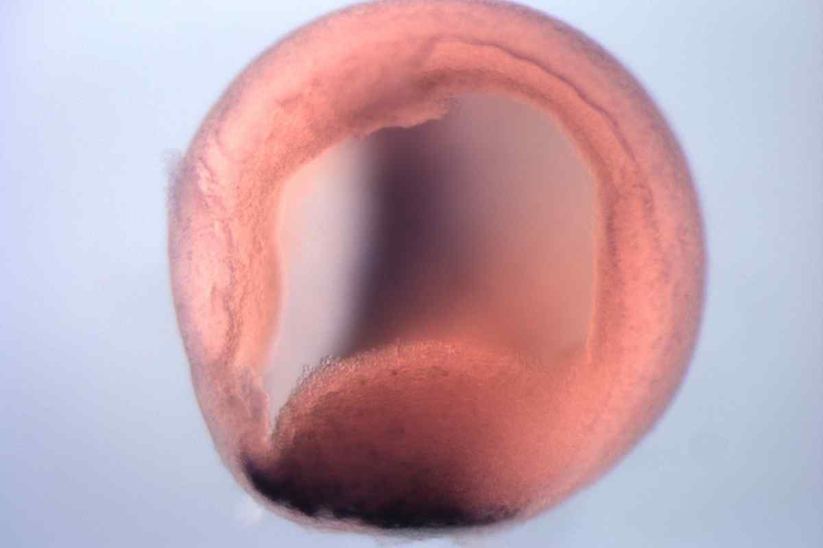 Нейрула - це стадія розвитку зародку