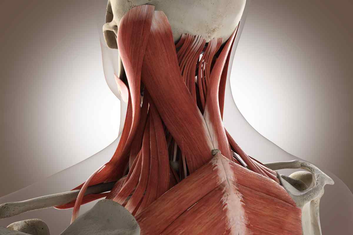 Анатомія: будови шиї людини в загальних рисах