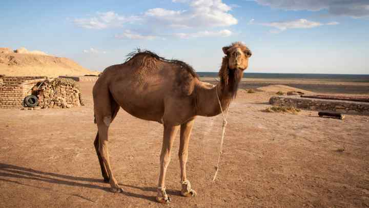 Верблюди - найвитриваліші тварини пустелі!