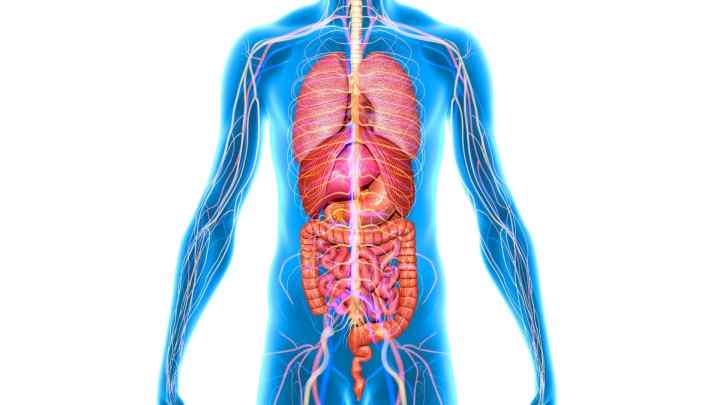 Що знаходиться зліва в животі: анатомія людини, внутрішні органи та можливі хвороби