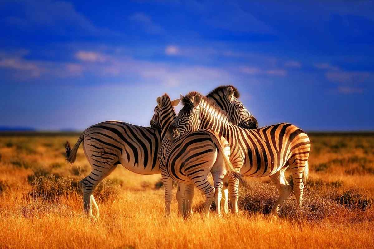 Дивовижні тварини Африки