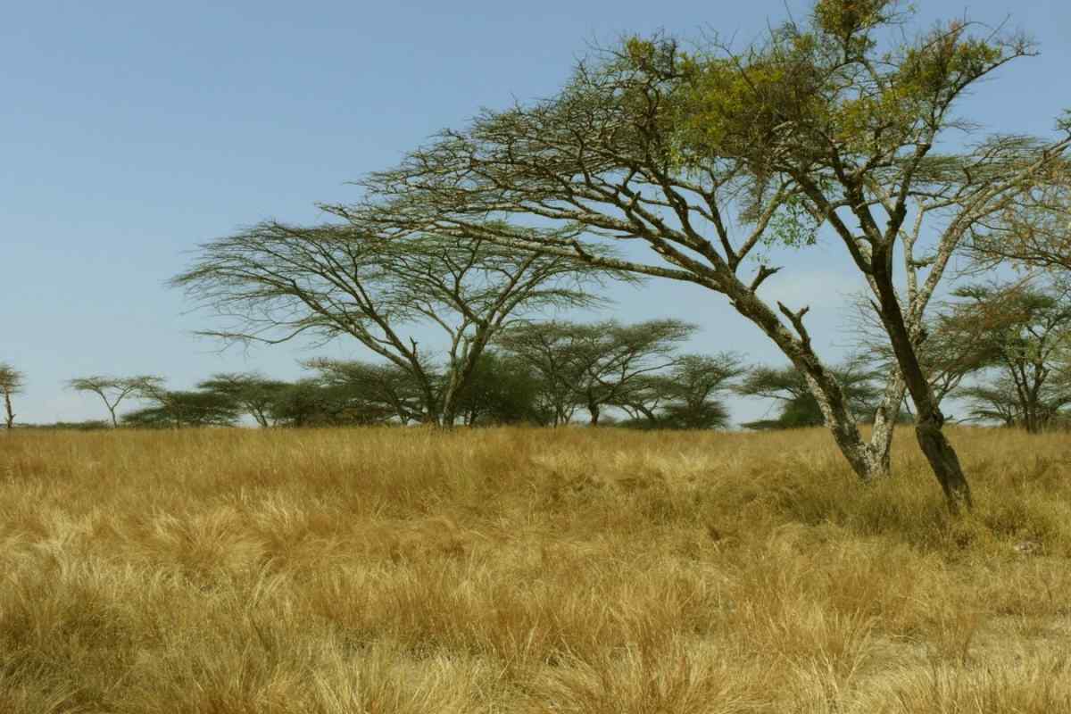 Африка: природні зони і клімат