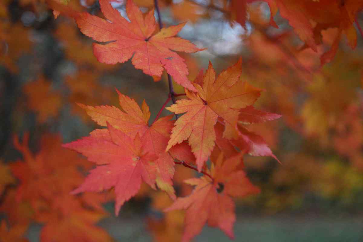 Чи вас тішить осіннє листя?