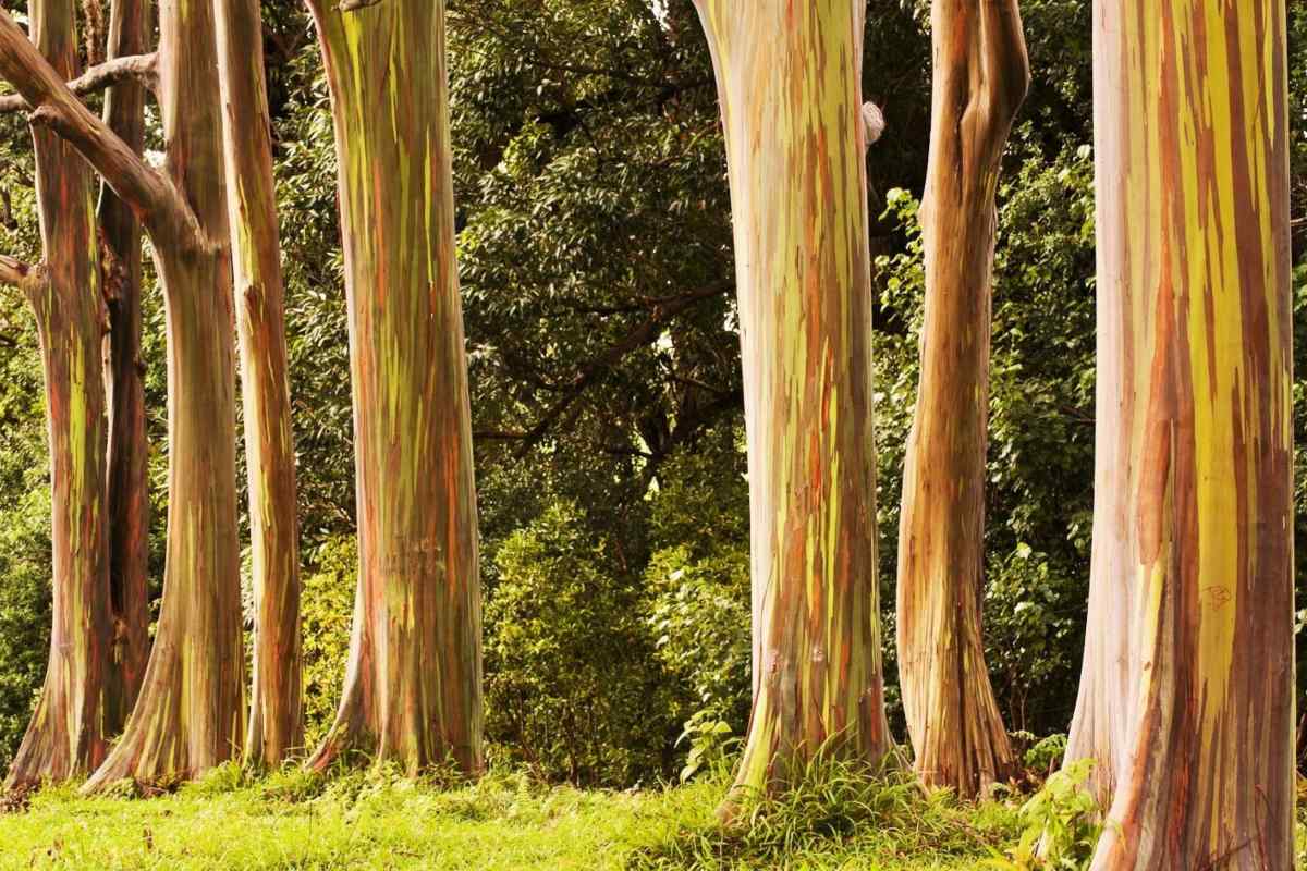 Найбільше дерево у світі, або Рейтинг унікальних рослин