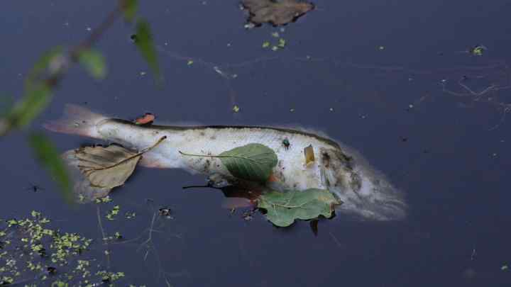 Риба сиг не терпить найменшого забруднення води