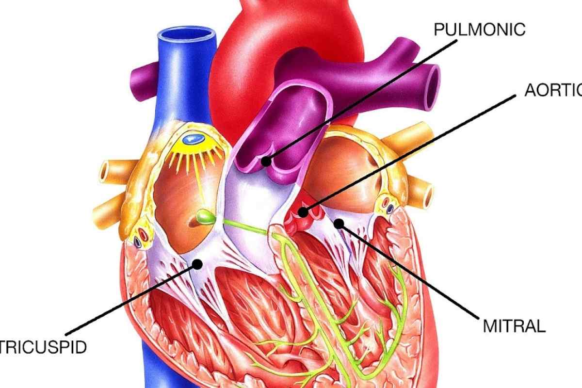 Тисне серце - це ознака стенокардії