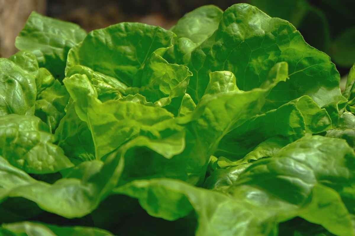 Смачна і корисна зелень: салат Романо