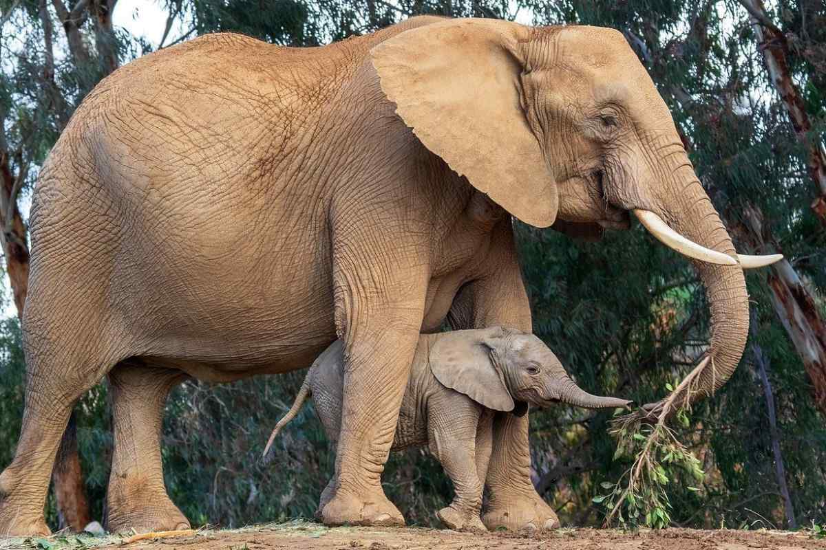 Скільки у слонів триває вагітність і як вони піклуються про потомство
