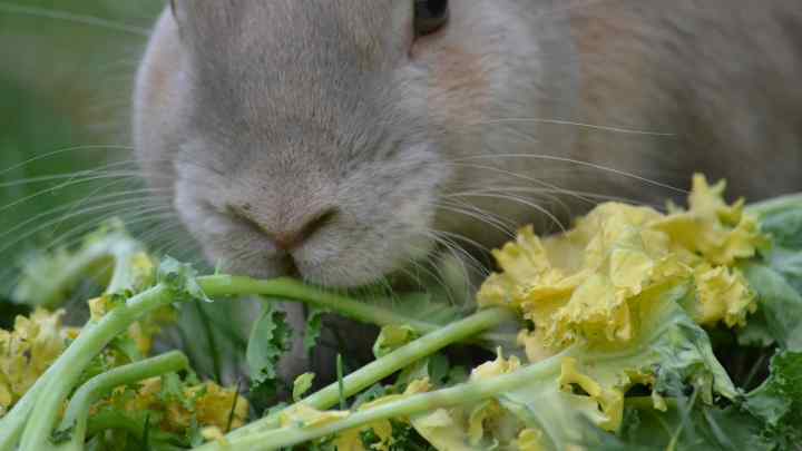 Правильне годування кроликів - запорука їх здоров 'я!