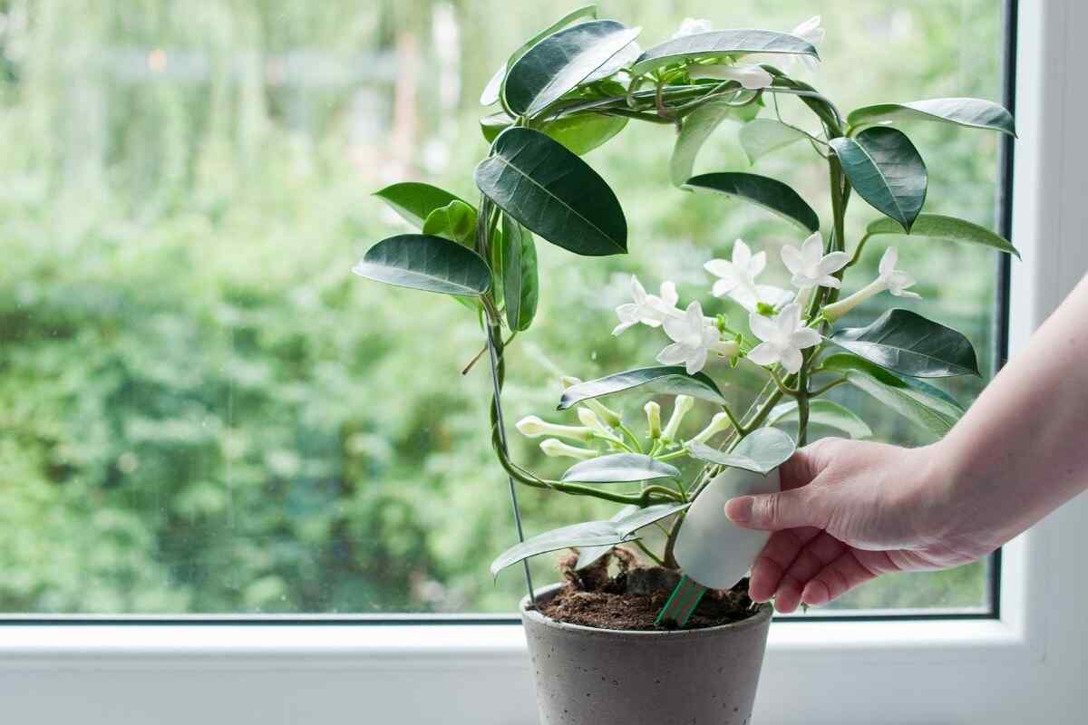 Кімнатна рослина кави: особливості вирощування, догляд і розмноження
