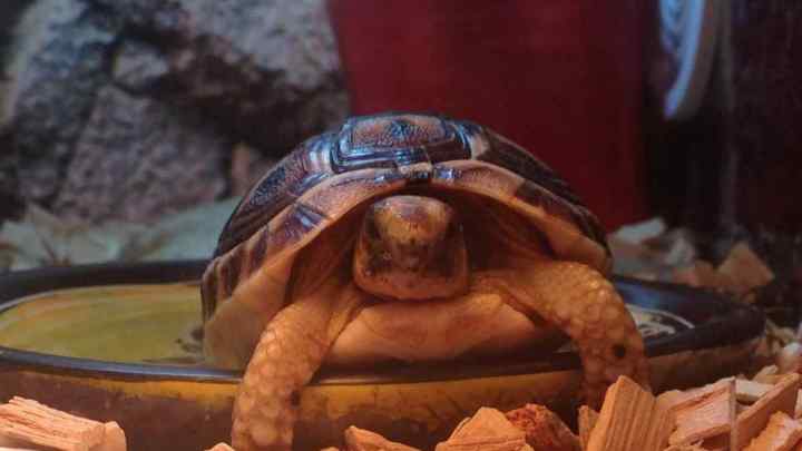 Рептилії в будинку: як і чим годувати червоноуху черепаху