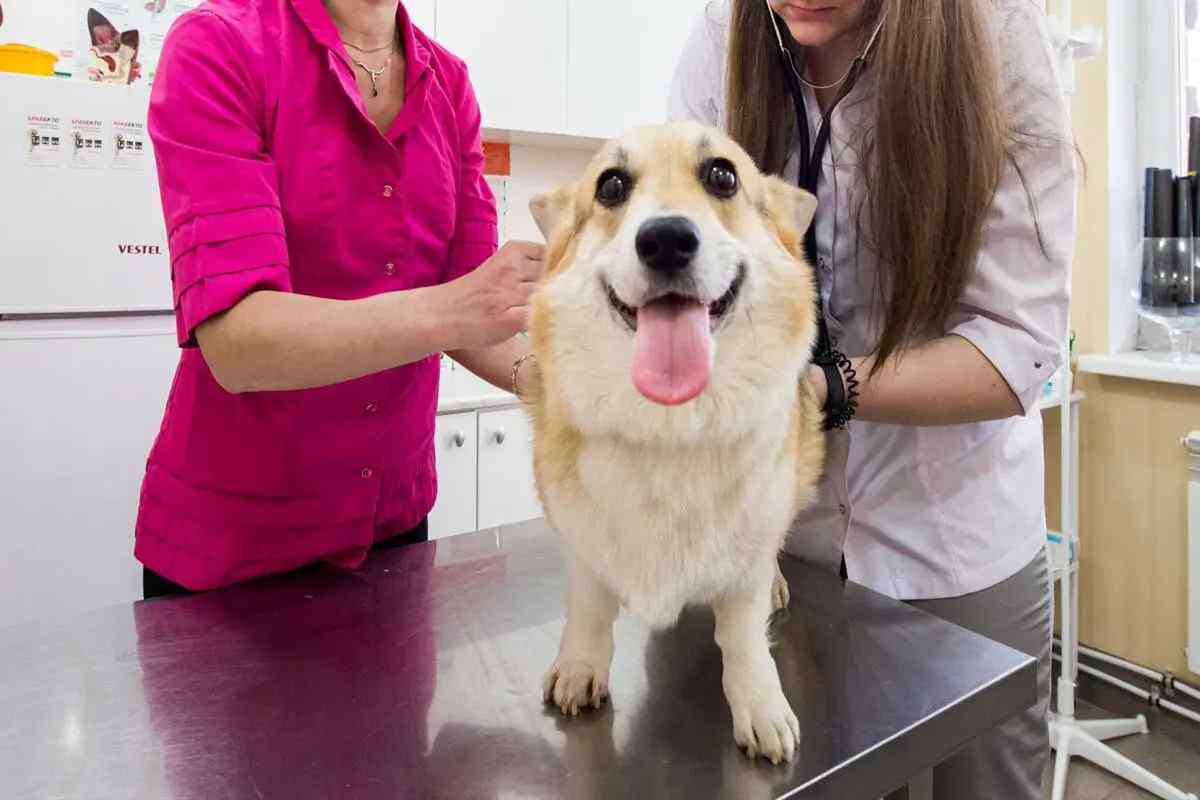 Кращі ветеринарні клініки в Ярославлі