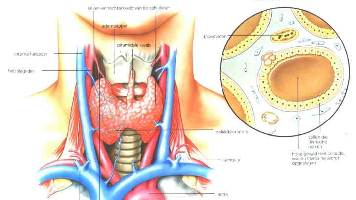 Перешийка щитовидної залози: розташування, функції, норма і відхилення