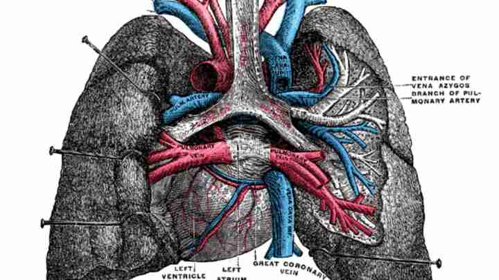 Дивовижний стовбур: анатомія, причини стенозу