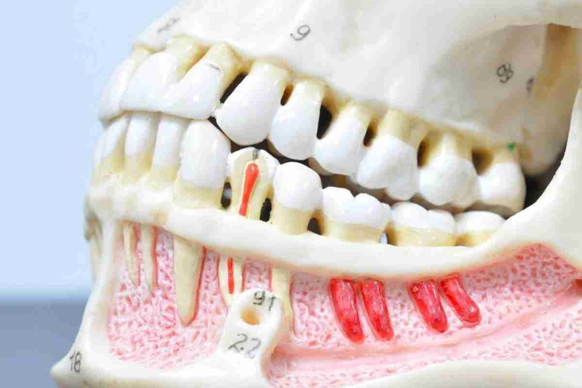 Назви зубів у дорослого і дитини. Функції зубів