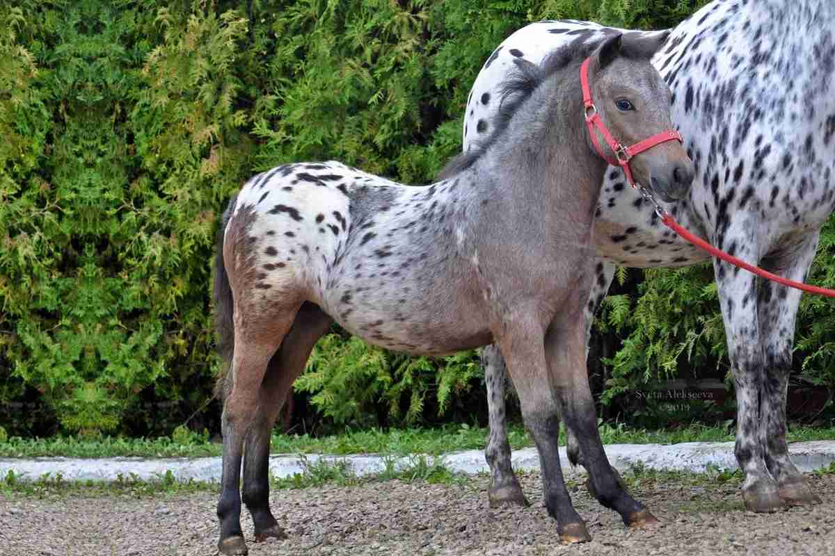 Кінь Аппалуза: опис, особливості породи, розведення