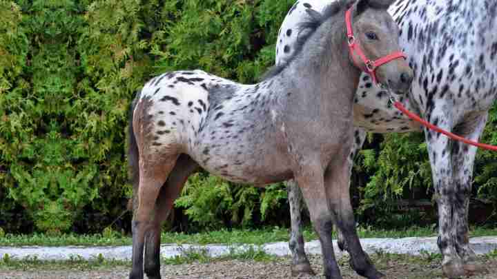 Кінь Аппалуза: опис, особливості породи, розведення