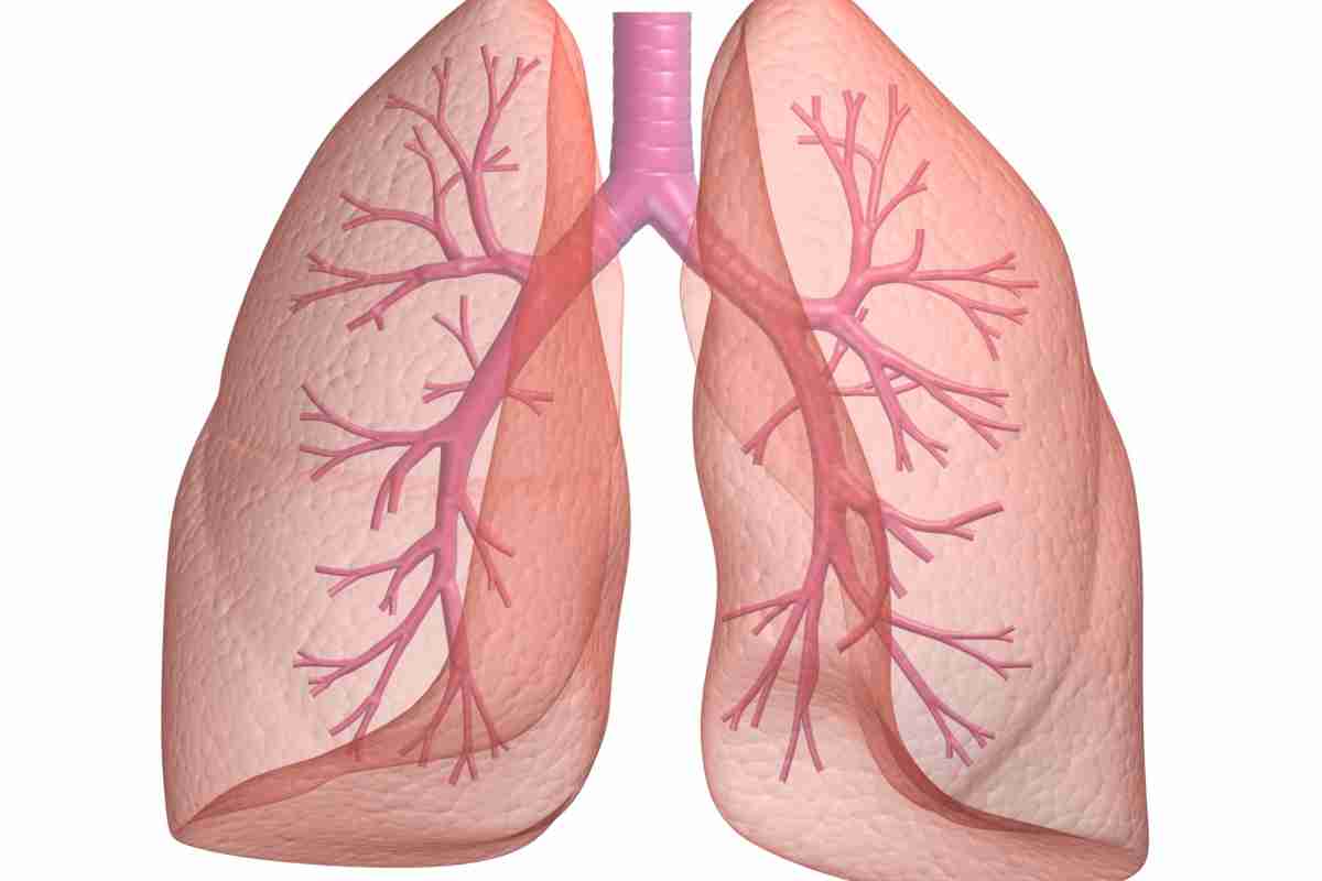 Функції та будова легенів