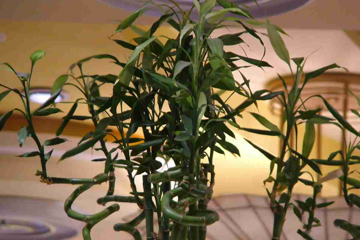 Бамбук в домашніх умовах - поради з вирощування