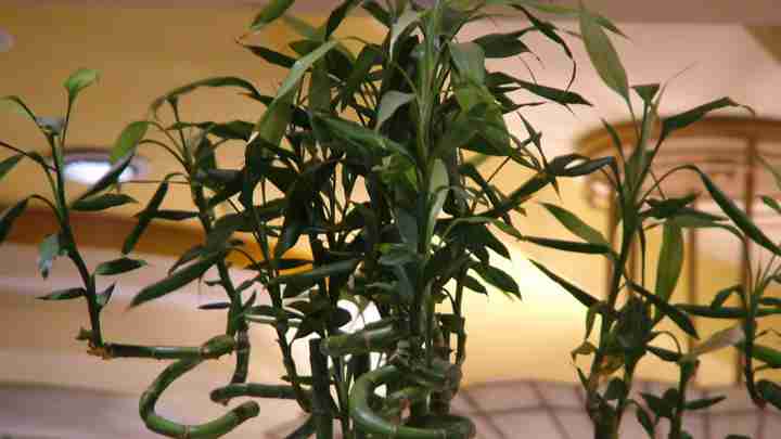 Бамбук в домашніх умовах - поради з вирощування