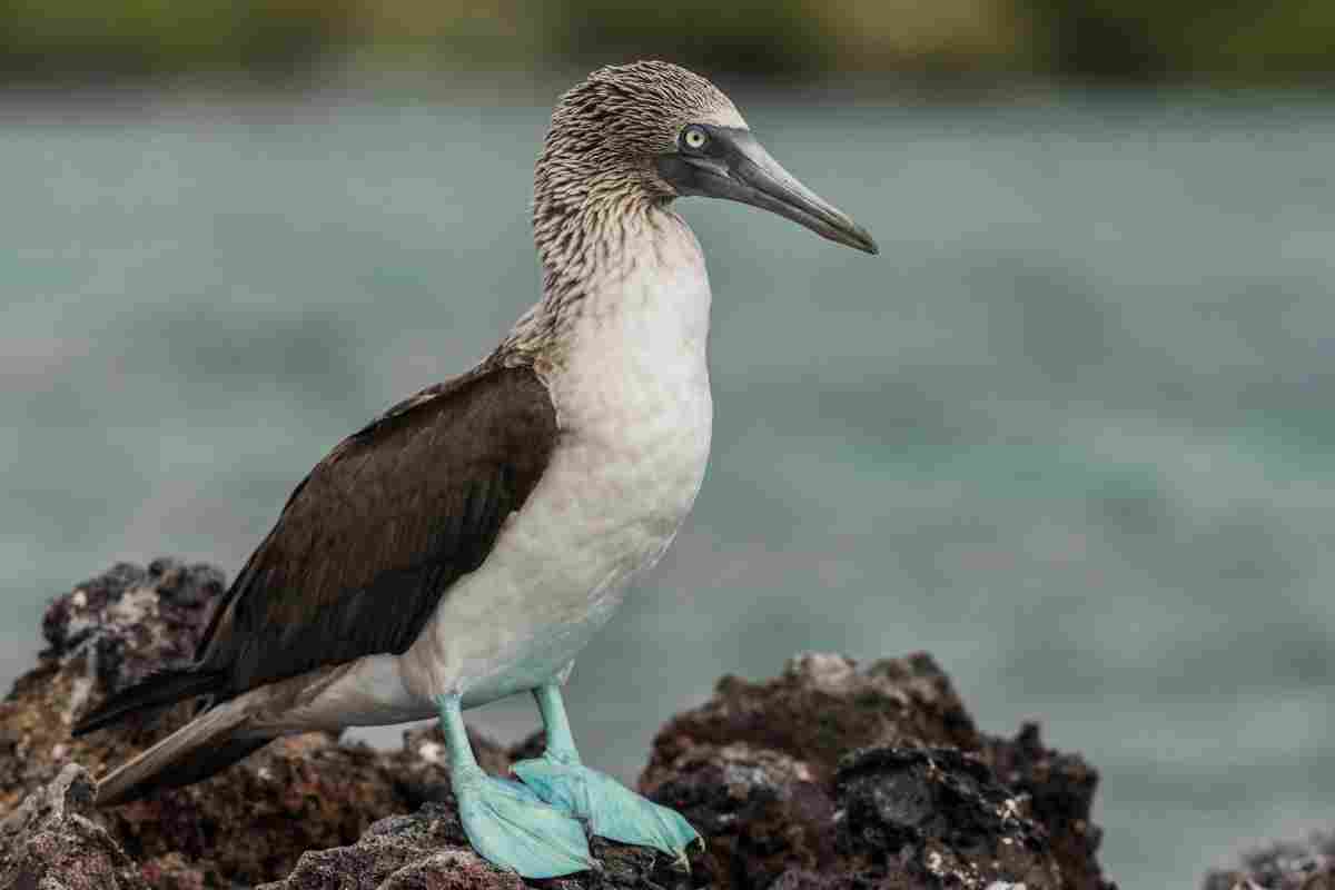 Голубоноге йолопе - морський птах з сімейства олушевих: опис, місце проживання