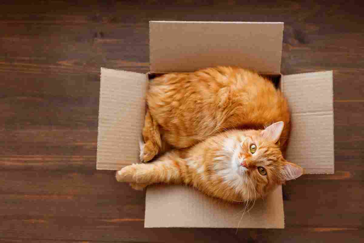 Чому коти люблять коробки і пакети?