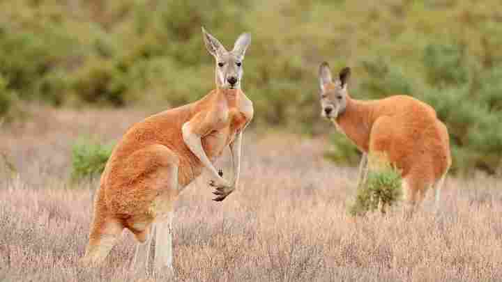 Цікаві факти про деревний кенгуру