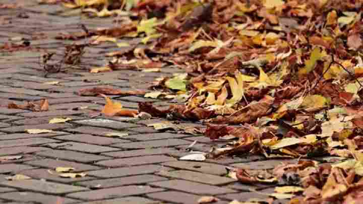 Чому листя опадає: причини явища