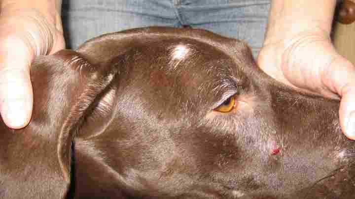 Піодермія у собак: симптоми і лікування