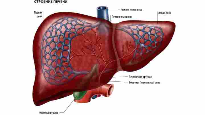 Гепатомегалія: дифузні зміни печінки. Будова внутрішніх органів людини
