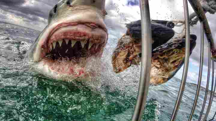 Агресивні і небезпечні для людини види акул