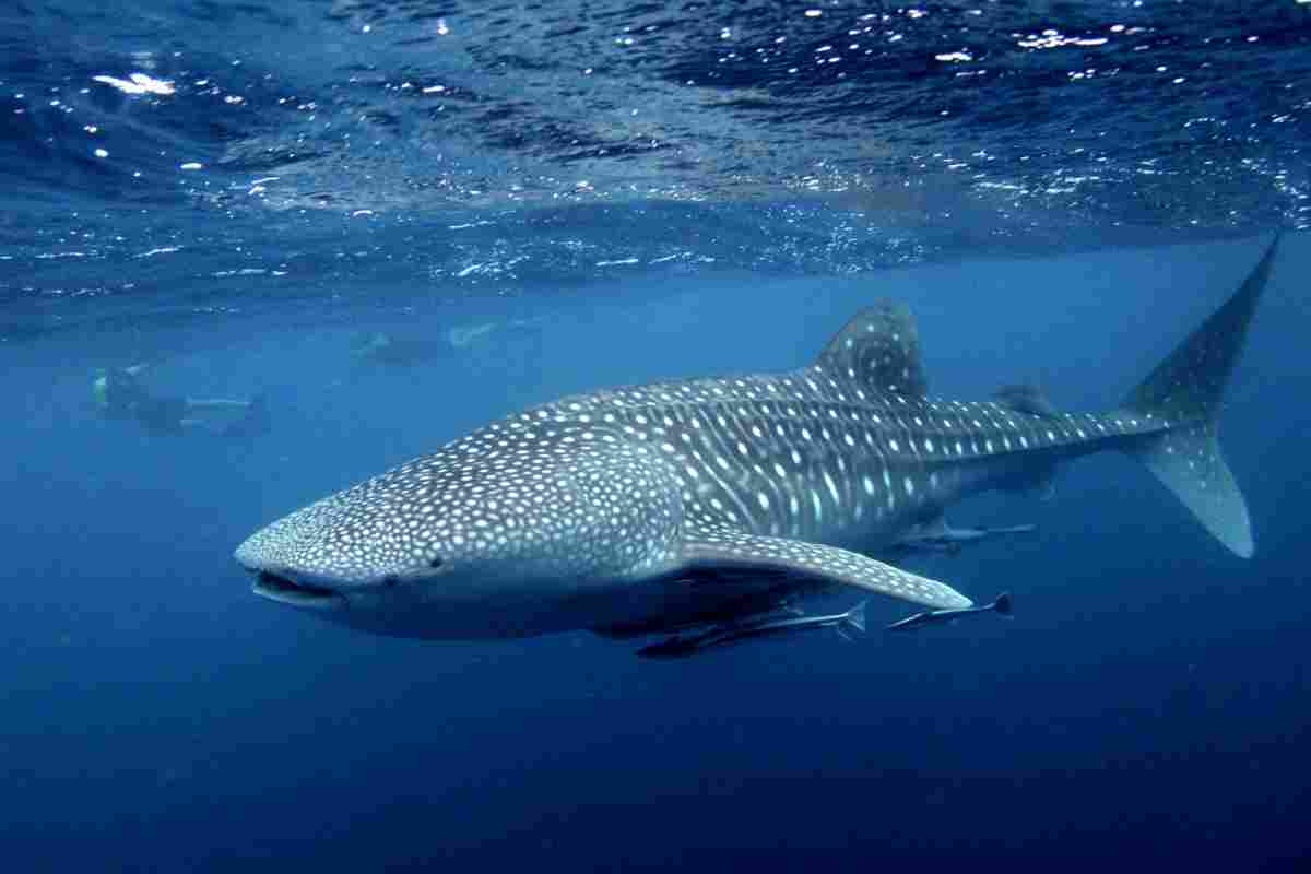Китова акула - найбільша риба у світі