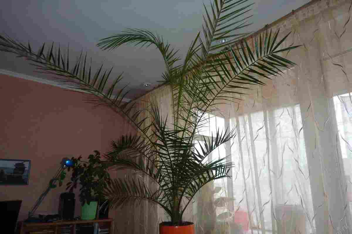 Як удобрювати кімнатну пальму