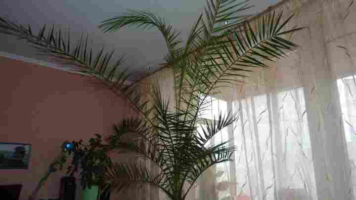 Як удобрювати кімнатну пальму