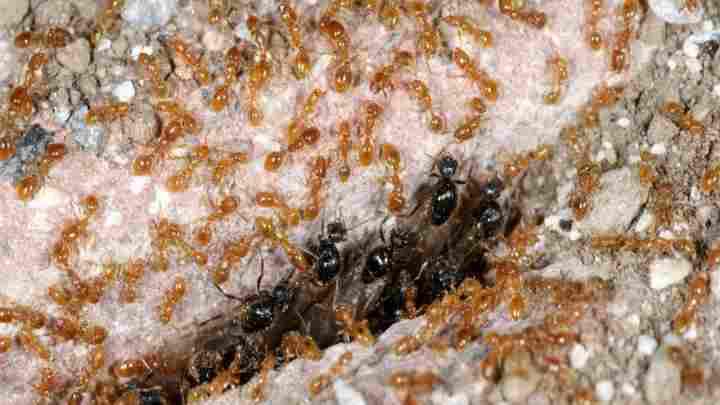 Як позбутися крилатих мурашок