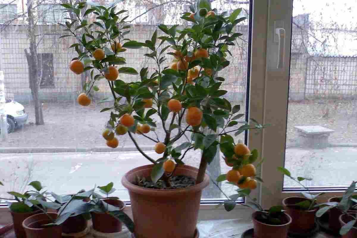 Як посадити апельсин