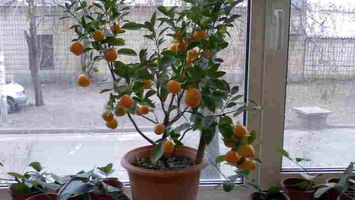 Як посадити апельсин