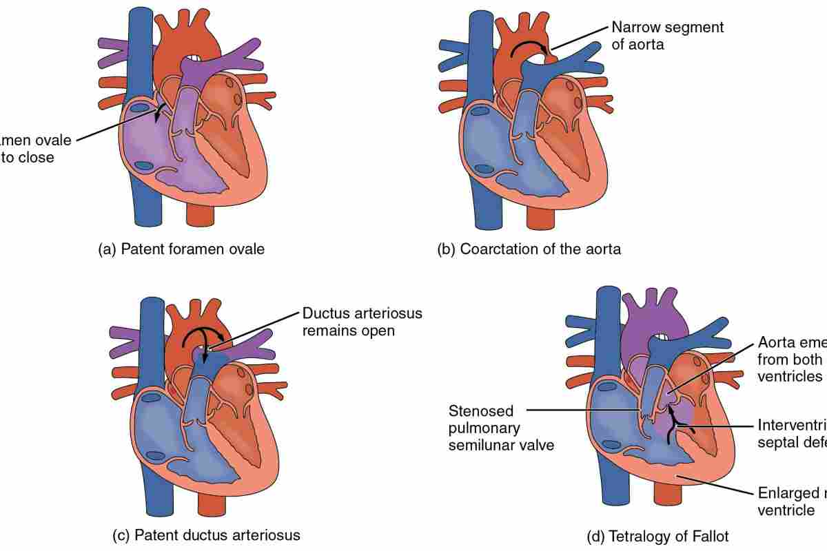 Будова серця тварини: клапанний апарат, оболонка та кола кровообігу