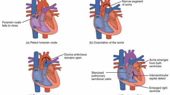 Будова серця тварини: клапанний апарат, оболонка та кола кровообігу