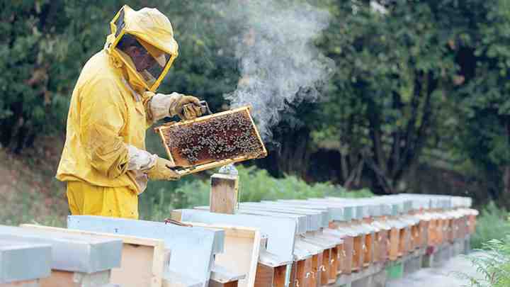 Окуривание пчел дым-пушкой: борьба с варроатозом и поддержание здоровья улья