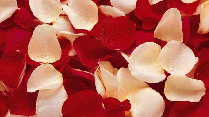 Троянда та її пелюстки - для краси і здоров'я людини