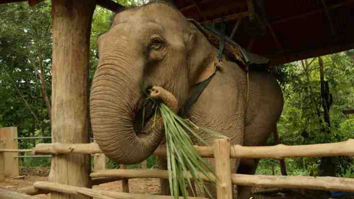 Село слонів у Паттаї