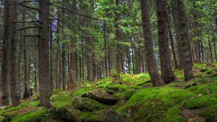 Катинський ліс