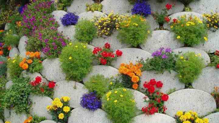Якими рослинами можна прикрасити сад