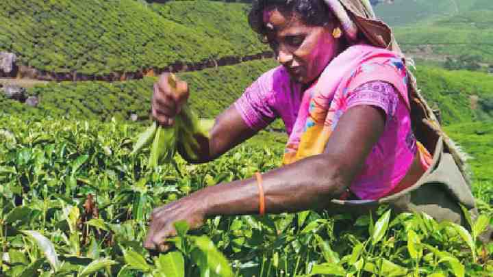 Виробництво чаю в Індії падає