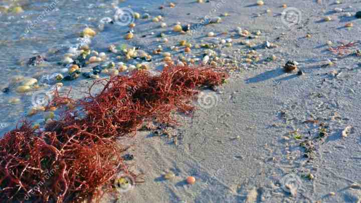 Морські водорості скорочують викиди метану худобою на 80%
